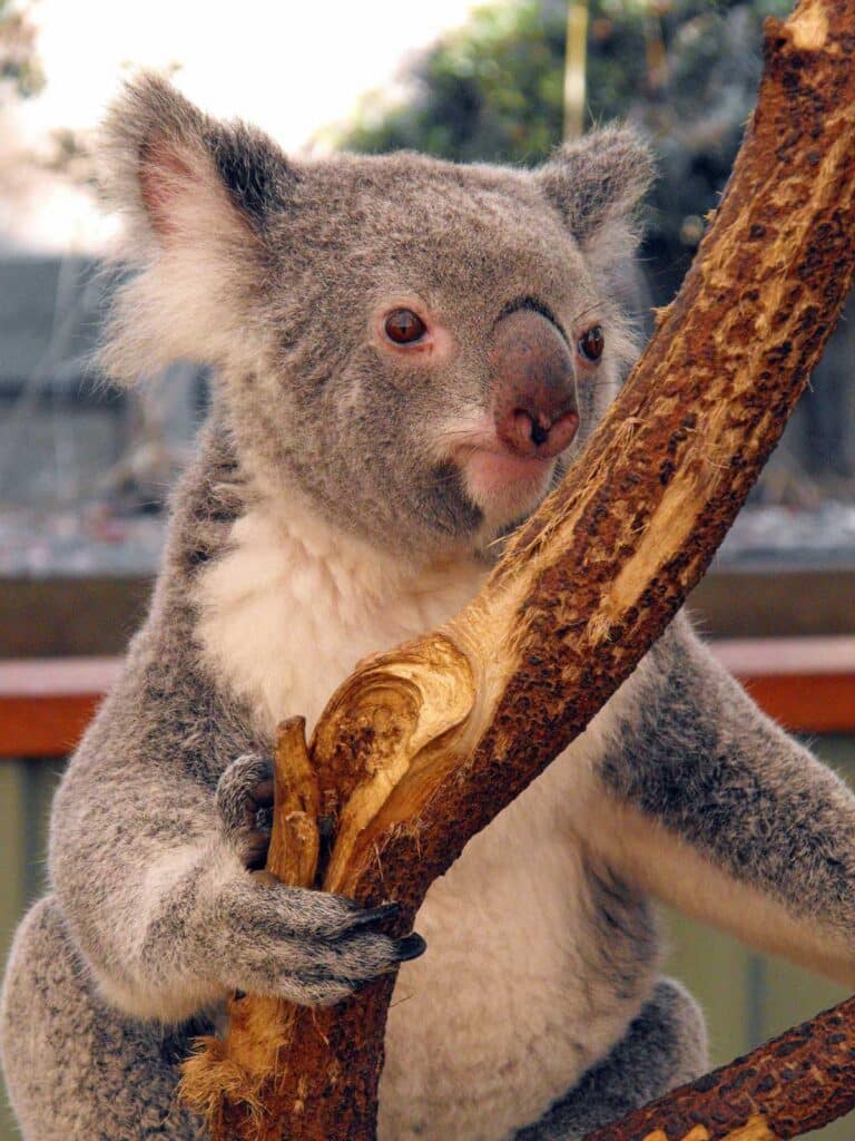A koala at Lone Pine Koala Sanctuary in Brisbane, Queensland.