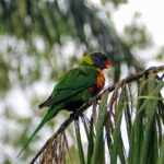 A lorikeet at Gorge Wildlife Park in the Adelaide Hills, South Australia.