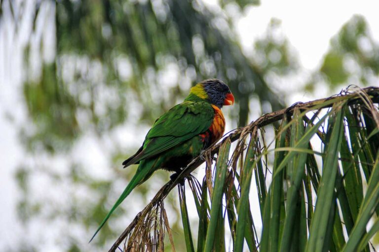 A lorikeet at Gorge Wildlife Park in the Adelaide Hills, South Australia.
