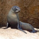 A New Zealand fur seal on Breaksea Island, Albany.