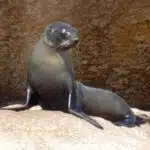 A New Zealand fur seal on Breaksea Island, Albany.