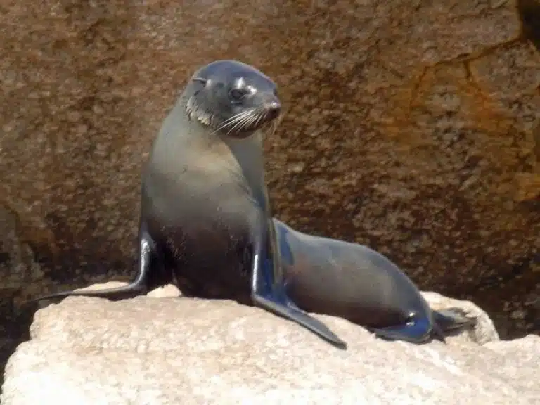 A New Zealand fur seal on Breaksea Island, Albany.