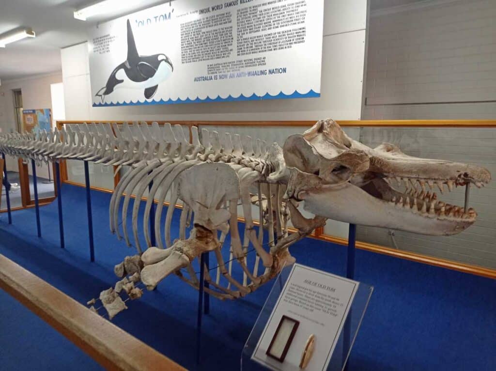 The skeleton of Old Tom inside the Eden Killer Whale Museum on the New South Wales South Coast.