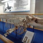 The skeleton of Old Tom inside the Eden Killer Whale Museum on the New South Wales South Coast.