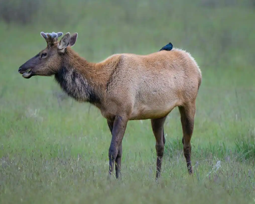 Roosevelt Elk are the stars of Elk Meadow.