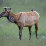 Roosevelt Elk are the stars of Elk Meadow.