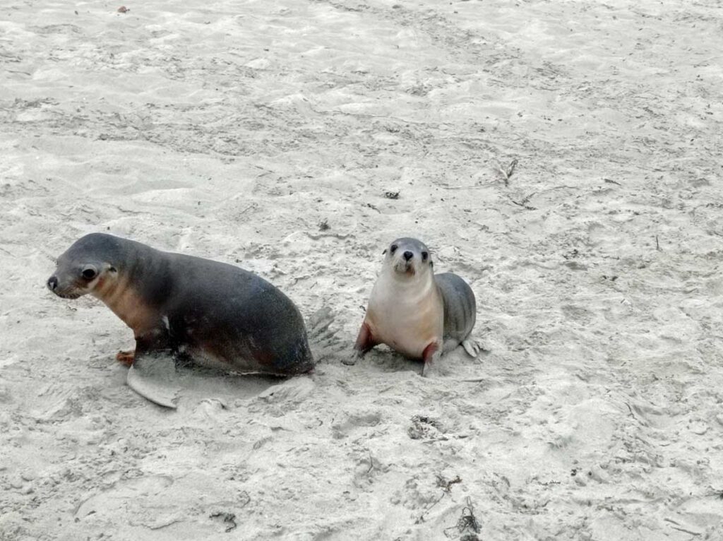 Australian sea lion pups at Seal Bay on Kangaroo Island, South Australia.