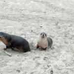 Australian sea lion pups at Seal Bay on Kangaroo Island, South Australia.