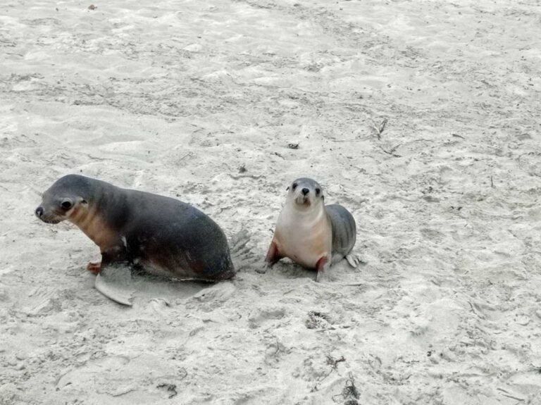 Australian sea lion pups at Seal Bay on Kangaroo Island, South Australia.