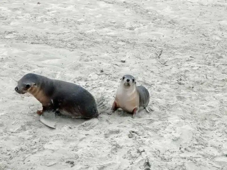 Australian sea lion pups at Seal Bay on Kangaroo Island, South Australia.
