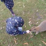 Hand-feeding wallabies at Symbio Wildlife Park near Wollongong, NSW.