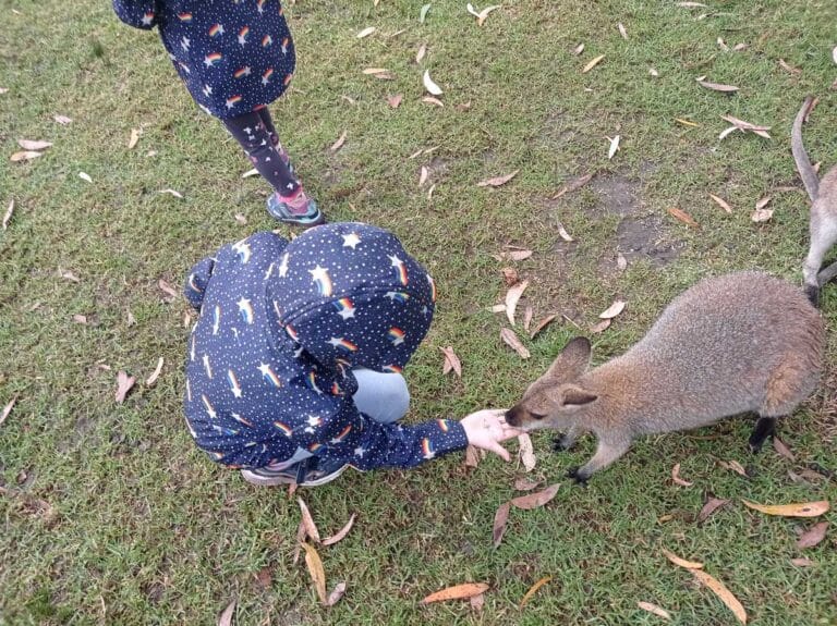 Hand-feeding wallabies at Symbio Wildlife Park near Wollongong, NSW.