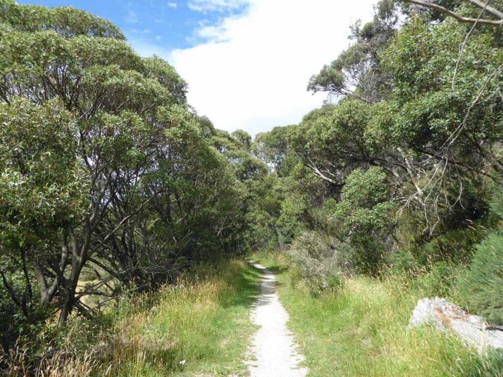 The walking tracks around Thredbo are idyllic in summer.