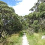 The walking tracks around Thredbo are idyllic in summer.