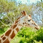 A giraffe at Werribee Open Range Zoo near Melbourne, Victoria.