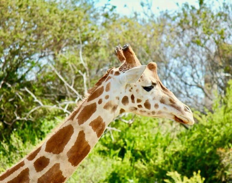 A giraffe at Werribee Open Range Zoo near Melbourne, Victoria.