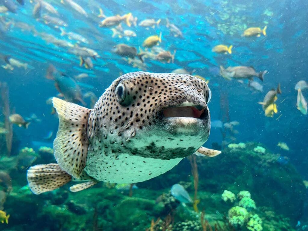 A resident of the Florida Aquarium in Tampa.