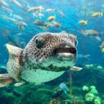 A resident of the Florida Aquarium in Tampa.