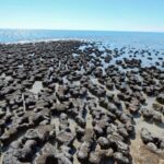 The Hamelin Pool stromatolites in Shark Bay, Western Australia.