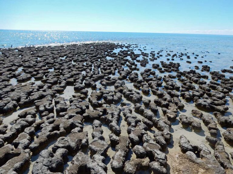 The Hamelin Pool stromatolites in Shark Bay, Western Australia.