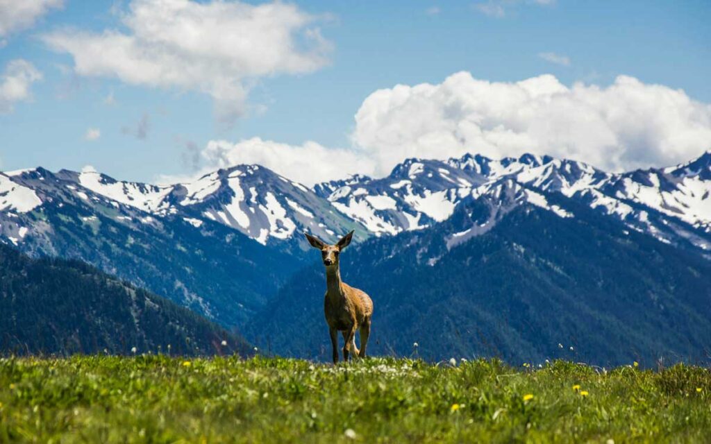 Hurricane Ridge in Olympic National Park, Washington.
