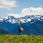 Hurricane Ridge in Olympic National Park, Washington.