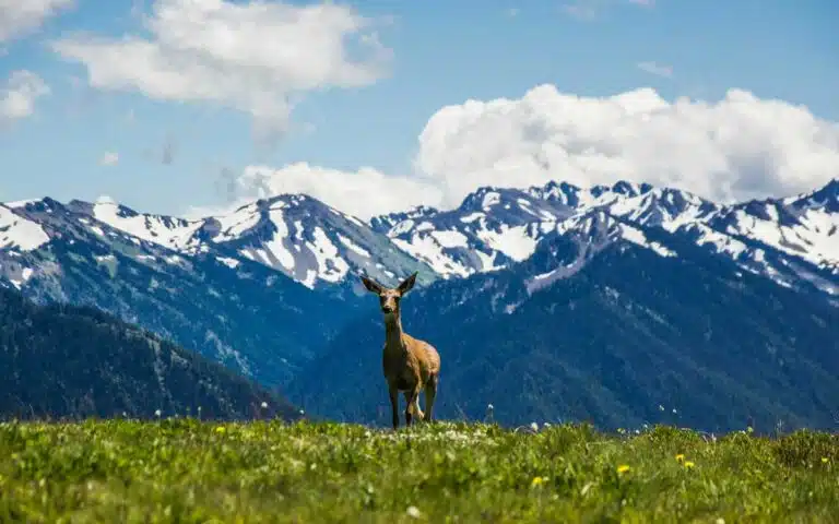 Hurricane Ridge in Olympic National Park, Washington.
