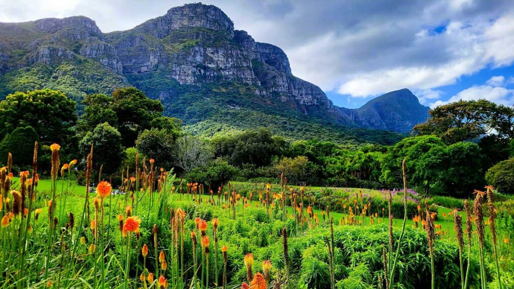 Kirstenbosch National Botanic Garden in Cape Town, South Africa.