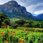 Kirstenbosch National Botanic Garden in Cape Town, South Africa.