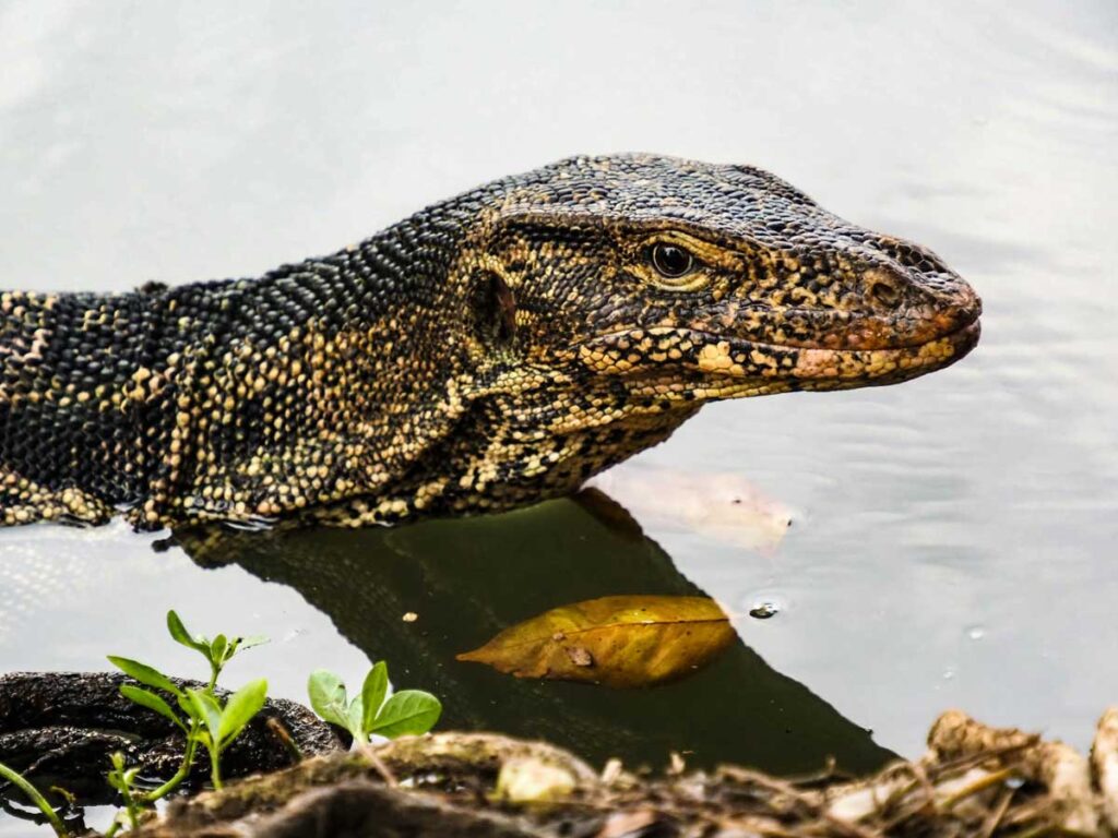 One of Lumphini Park's infamous monitor lizards.