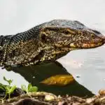 One of Lumphini Park's infamous monitor lizards.