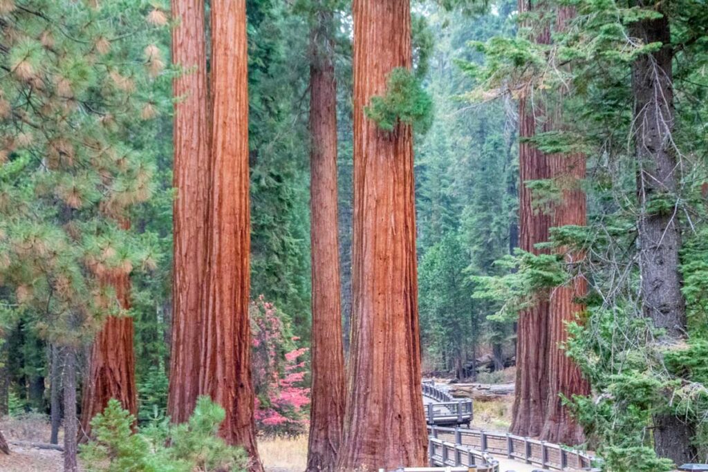 The giant sequoias of Mariposa Grove in Yosemite National Park, California.
