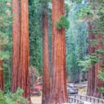 The giant sequoias of Mariposa Grove in Yosemite National Park, California.