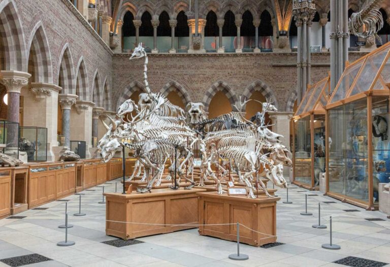 The Museum of Natural History in Oxford.