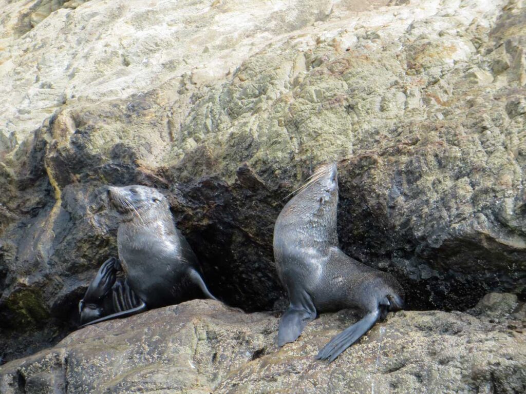 Seals on the Sugarloaf Islands, New Plymouth, New Zealand.