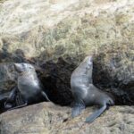 Seals on the Sugarloaf Islands, New Plymouth, New Zealand.