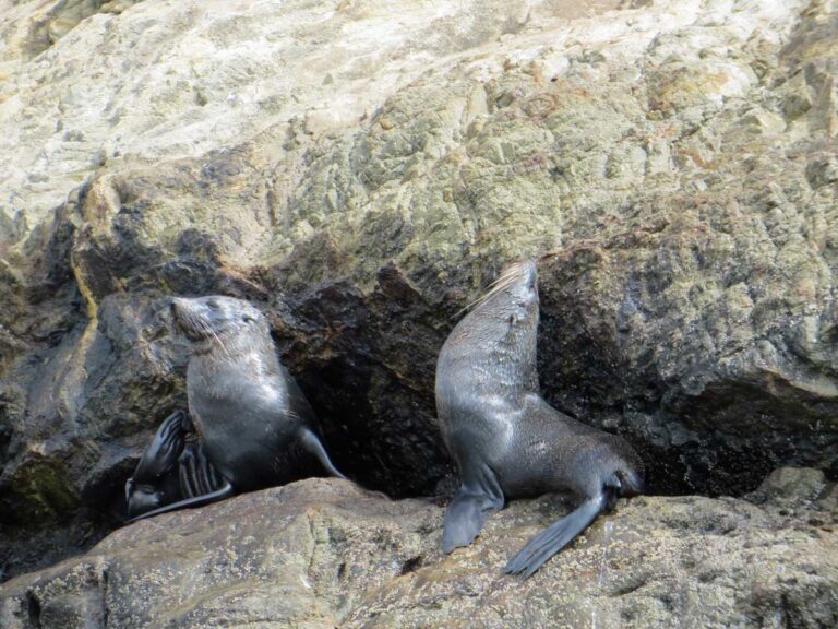 Seals on the Sugarloaf Islands, New Plymouth, New Zealand.
