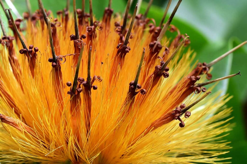 Stifftia chrysantha in the Cairns Botanic Gardens, Cairns.