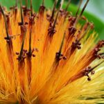 Stifftia chrysantha in the Cairns Botanic Gardens, Cairns.