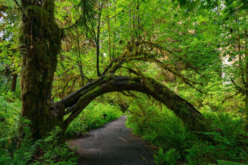 The Hoh Rainforest in Olympic National Park, Washington.