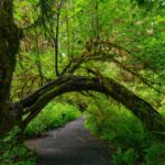 The Hoh Rainforest in Olympic National Park, Washington.