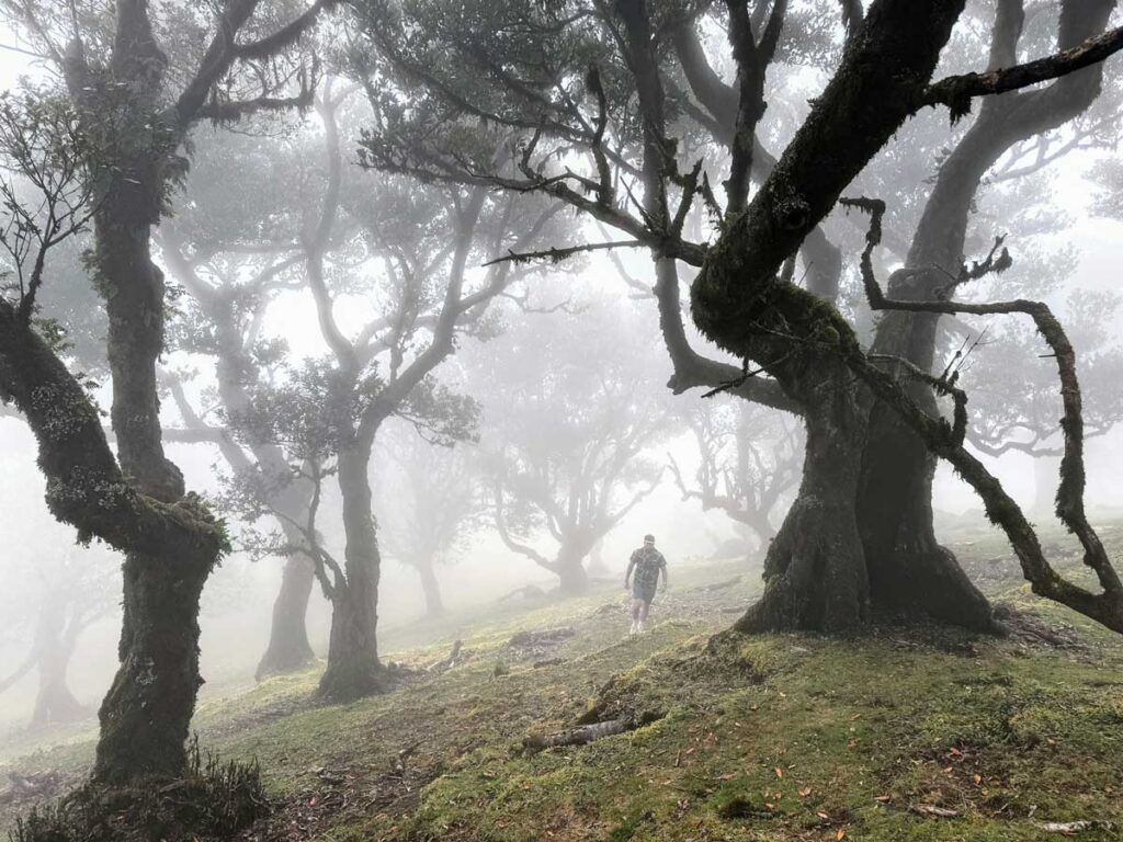 The Fanal Forest in Madeira, Portugal.