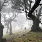 The Fanal Forest in Madeira, Portugal.