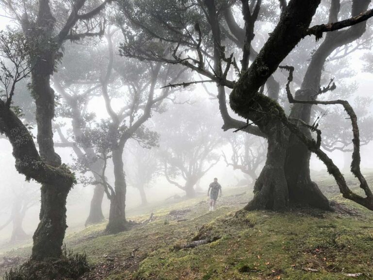 The Fanal Forest in Madeira, Portugal.