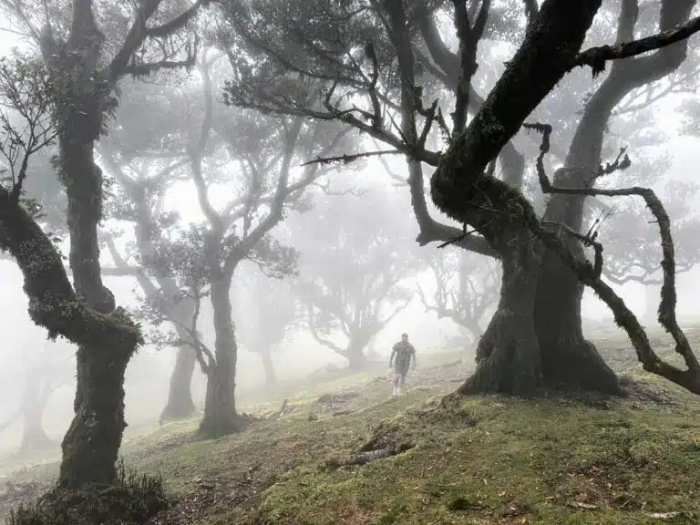 The Fanal Forest in Madeira, Portugal.