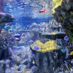 Ocean life in the New England Aquarium, Boston.