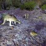 Seeing the nocturnal wildlife of the Margaret River region.