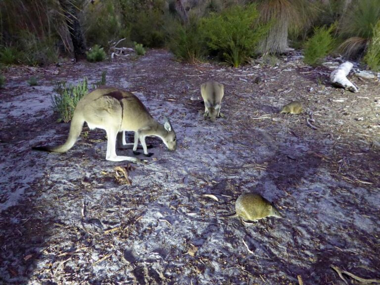 Seeing the nocturnal wildlife of the Margaret River region.