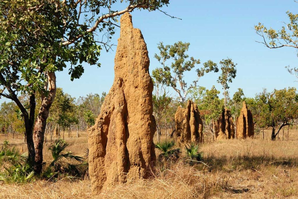 Termite mounds inside Litchfield National Park, Australia's Northern Territory.