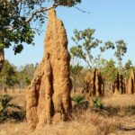 Termite mounds inside Litchfield National Park, Australia's Northern Territory.